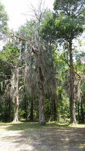 Spanish moss at Rocky Springs church. Photo by P. Rickrode, August 2015
