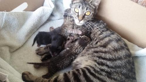 cat with 3 babies
